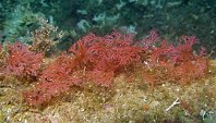 080 Sphérocoque (Sphaerococcus coronopifolius)